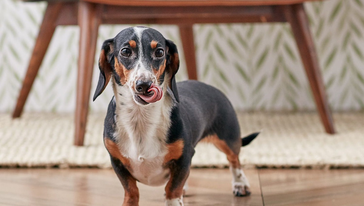 Paws and Floors: Finding the Perfect Dog-Friendly Flooring