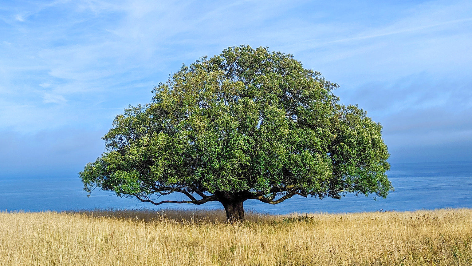 Oak: A Timeless Hardwood for Flooring and More