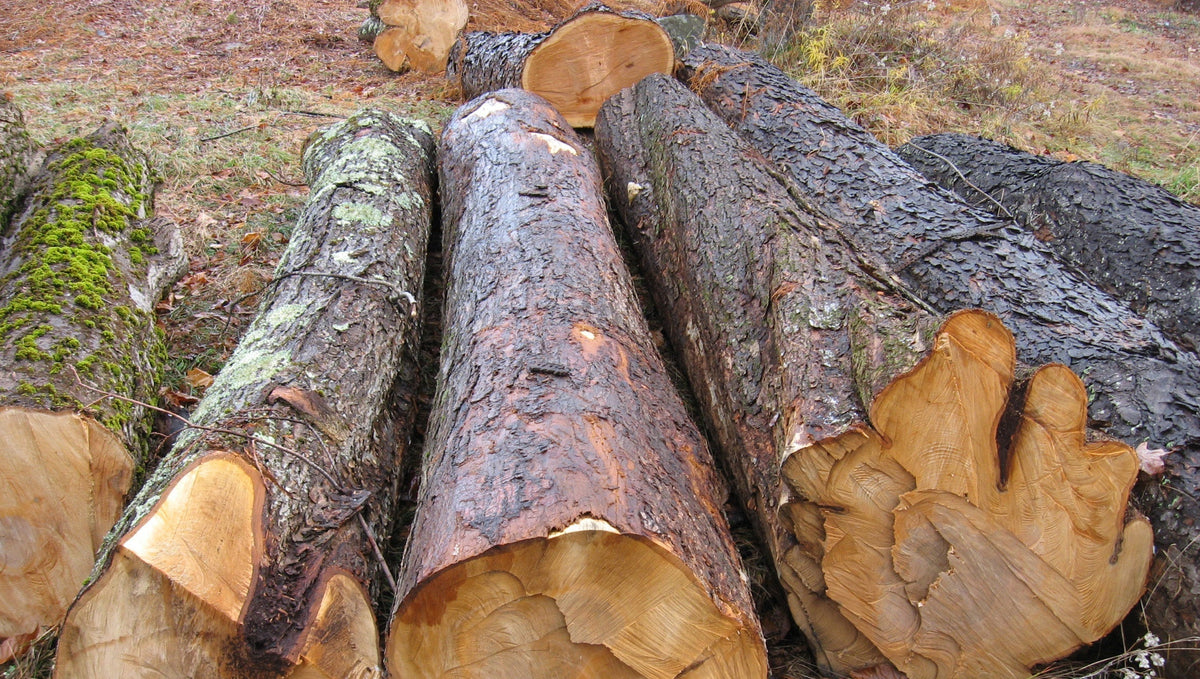 Maple Wood: A Complete Guide from Forest to Flooring