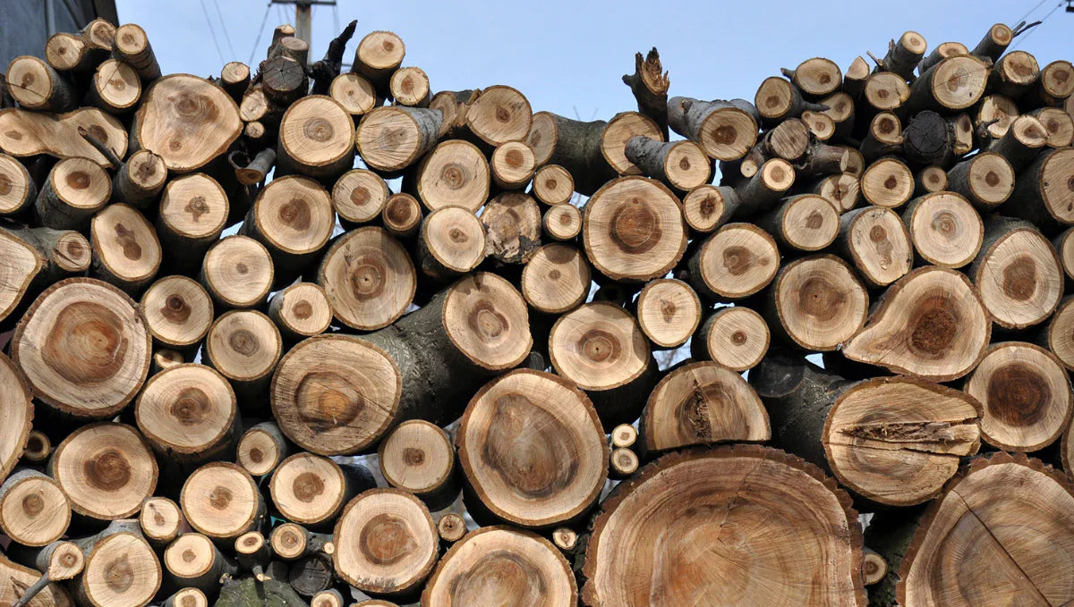 Walnut Wood: A Complete Guide from Forest to Flooring